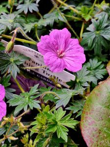 Thetford Garden Centre | wild flower