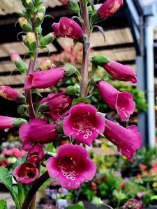 Thetford Garden Centre | Pink Flower