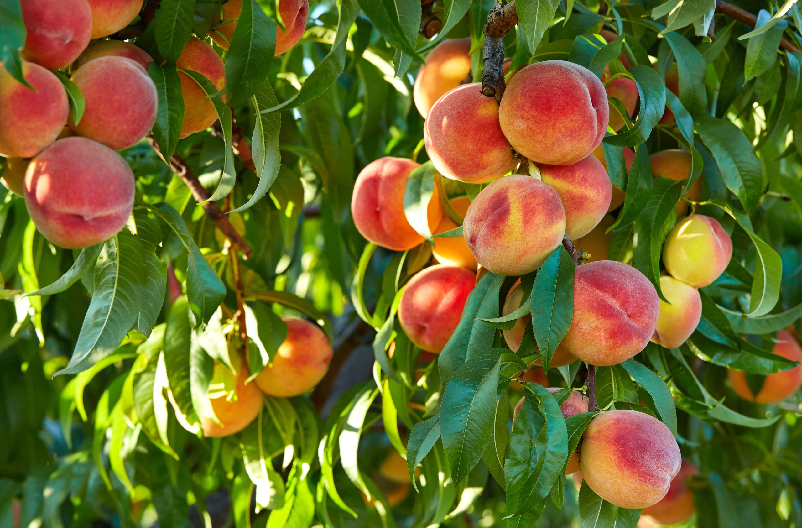 Branch of peach tree in closeup
