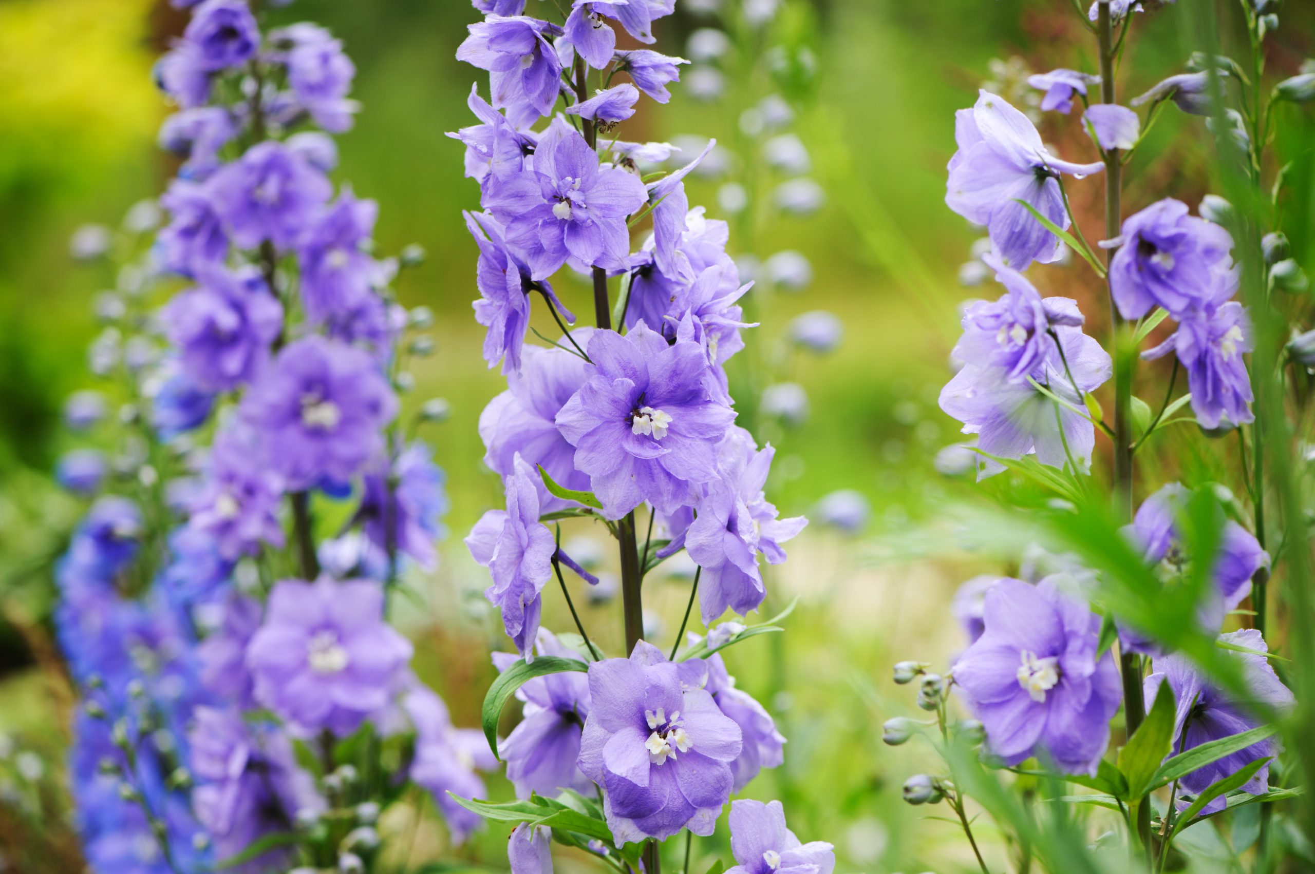 flowering lilac delphinium closeup in summer garden. Growing beautiful blue flowering perennials