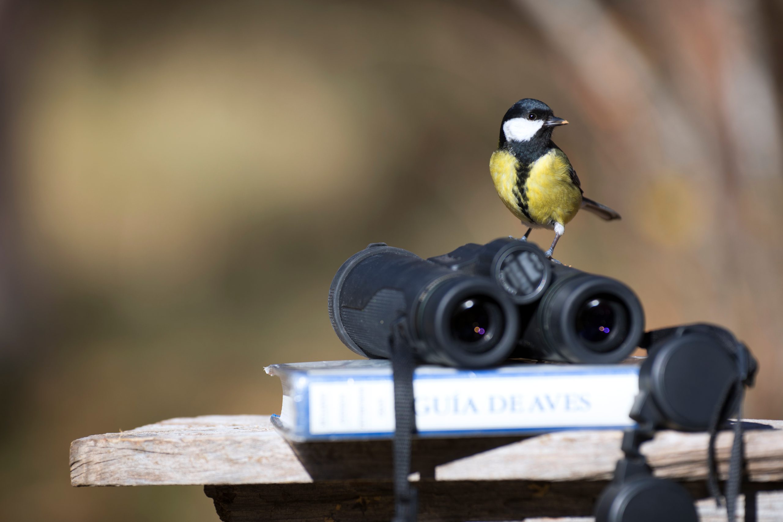 Tit bird with binoculars and ornithology bird field guide book