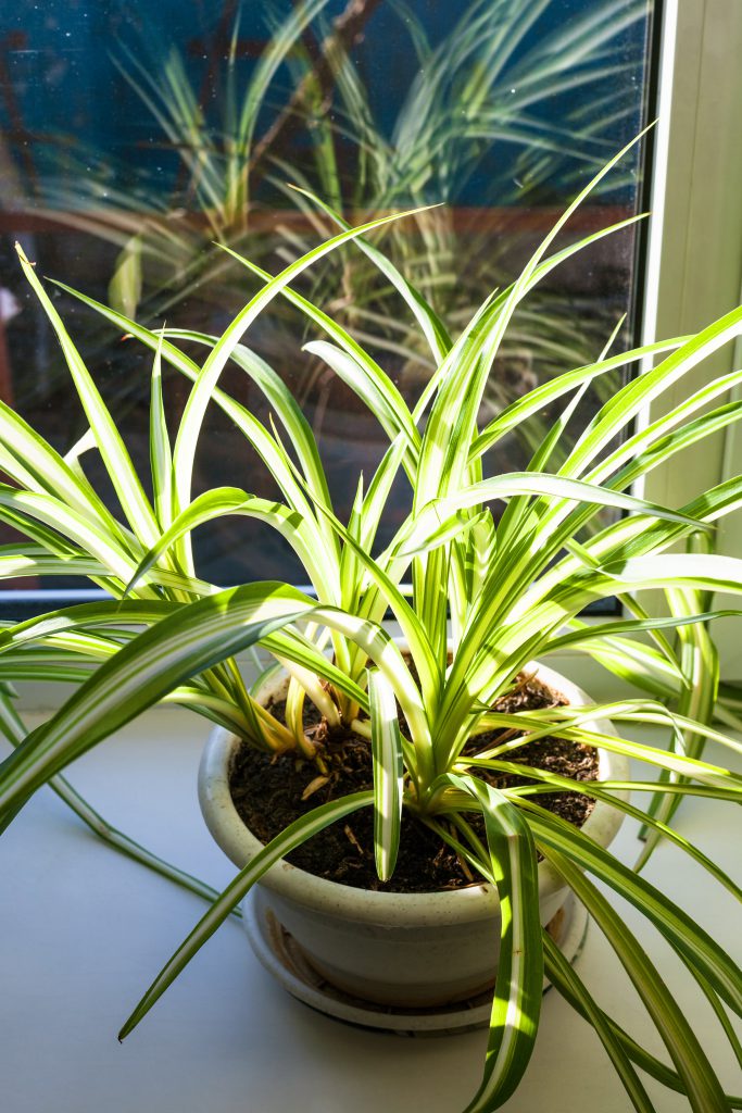 houseplant in pot illuminated by sun light