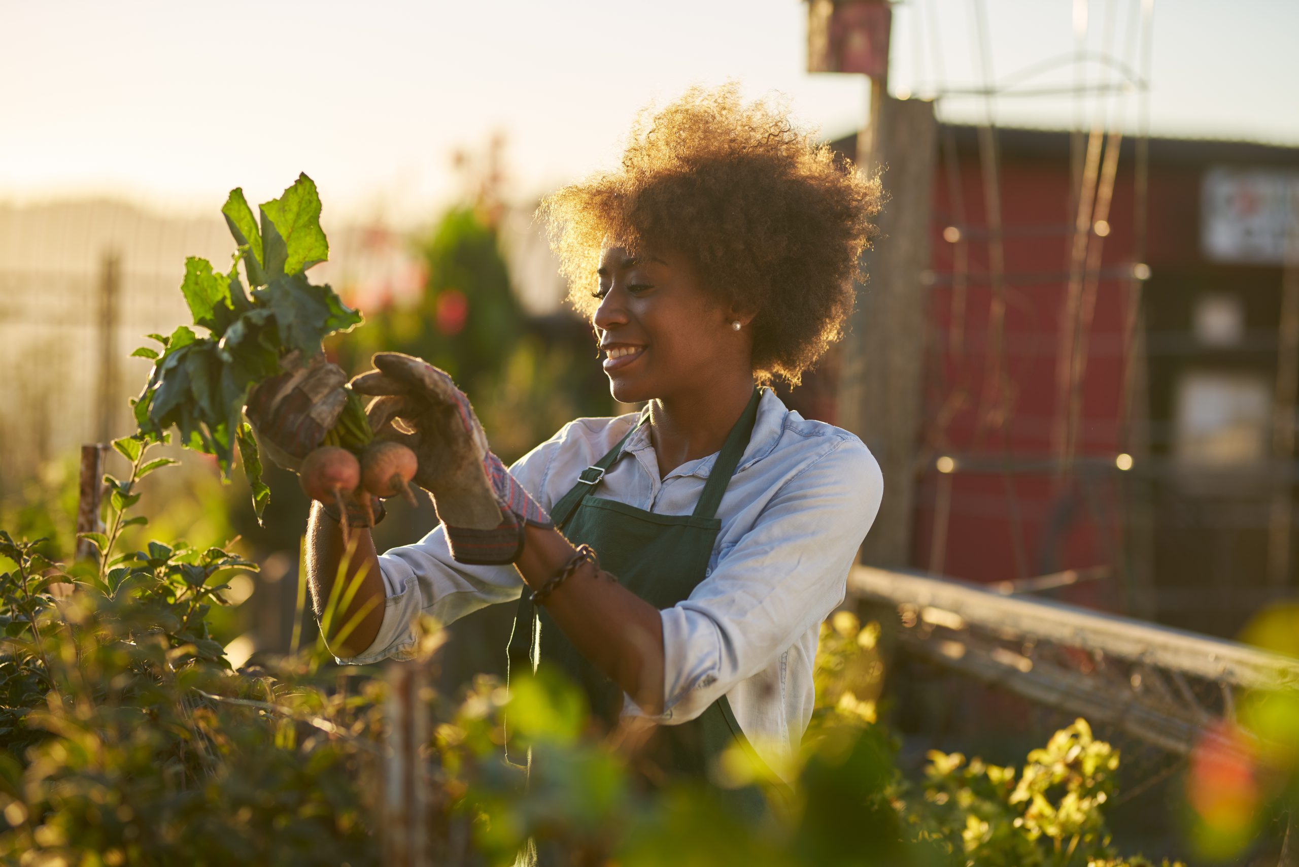 young african american woman inpsecting beets just pulled from t