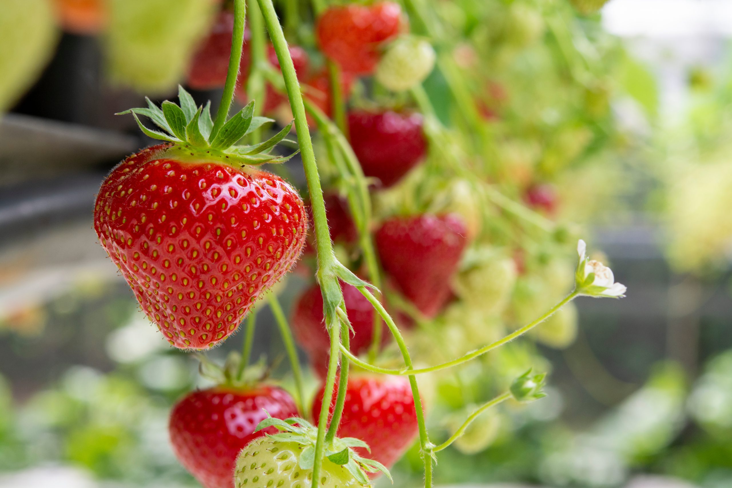 Fresh tasty ripe red and unripe green strawberries growing on s