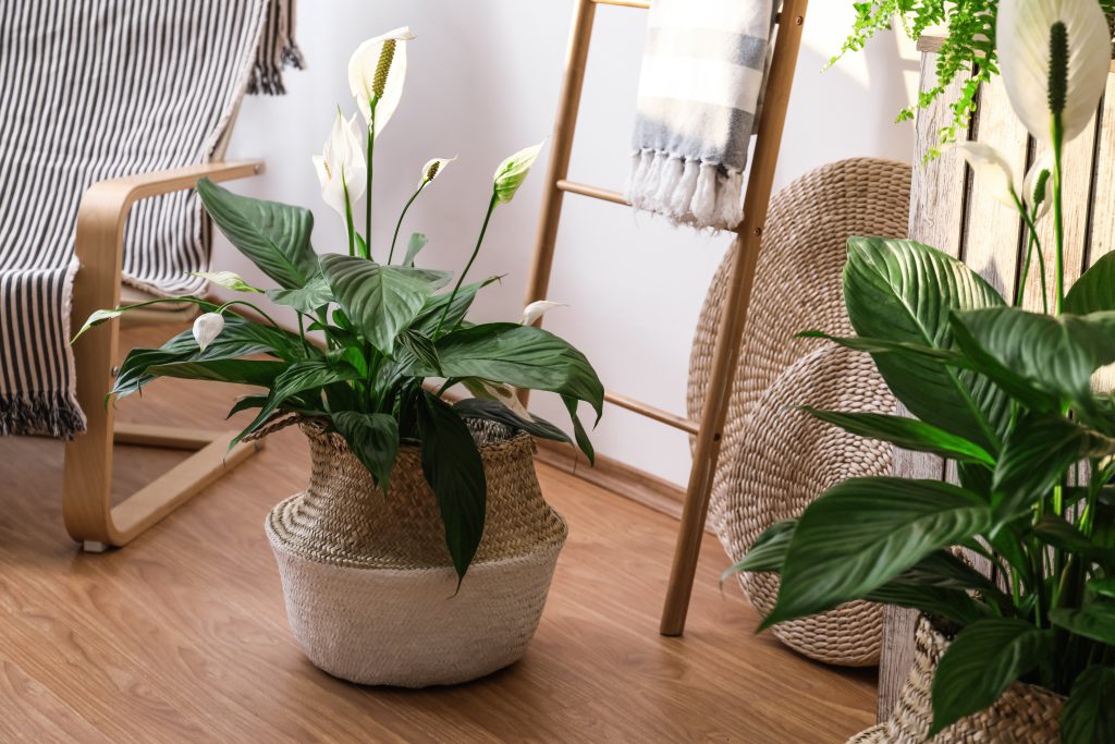 Beautiful potted plants in stylish room interior. Design element