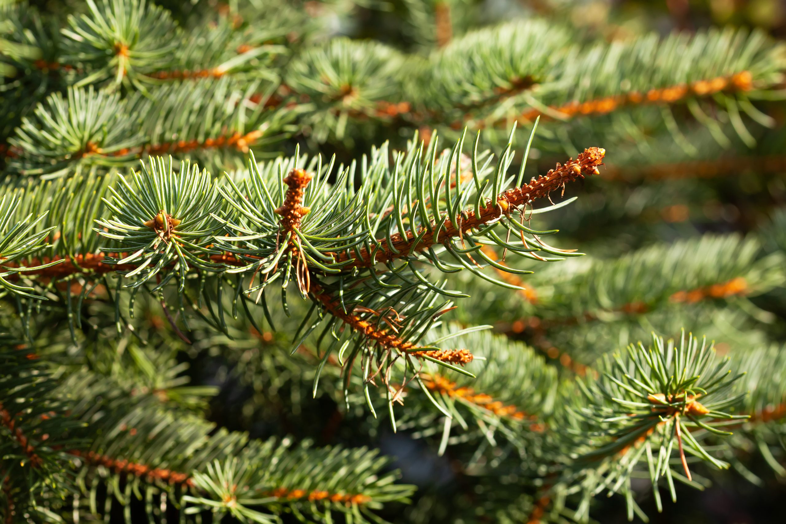 Xmas spruce tree branches forest nature background. Christmas festive holiday symbol evergreen tree with needles. Shallow depth of field