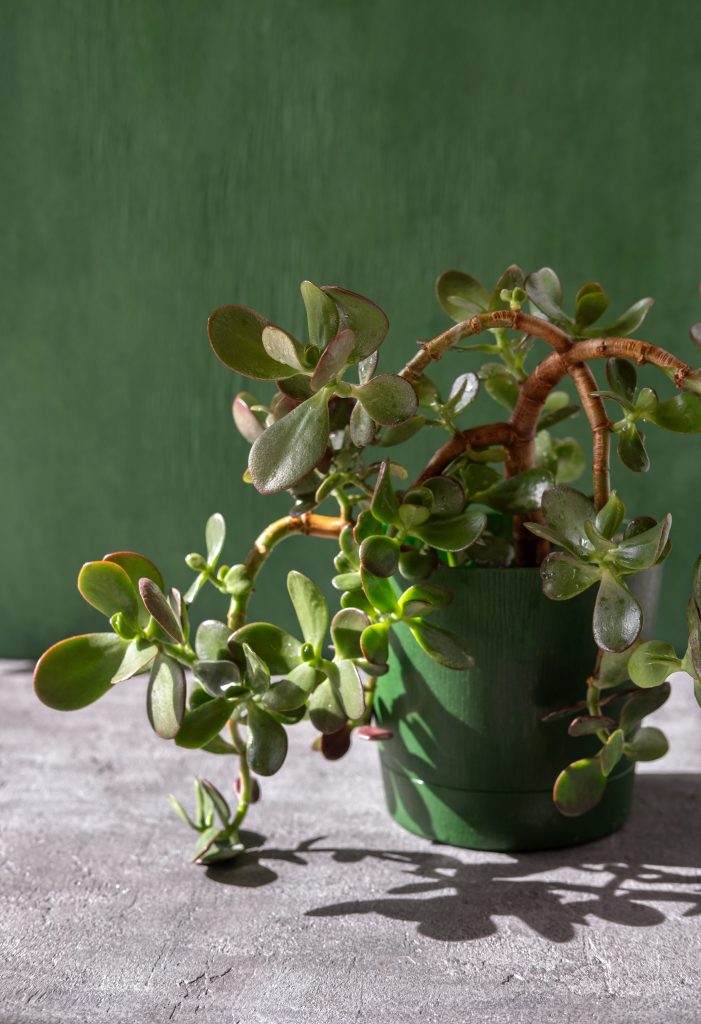 Succulent houseplant Crassula in a pot. Money Tree. Jade Plant.