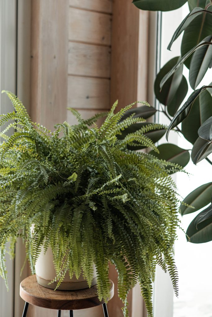 Nephrolepis exaltata ,Boston fern, Green Lady . Nice and modern space of home interior. Home garden.Green fern with leaves with shallow depth focus. Kostenets ,Perennial fern