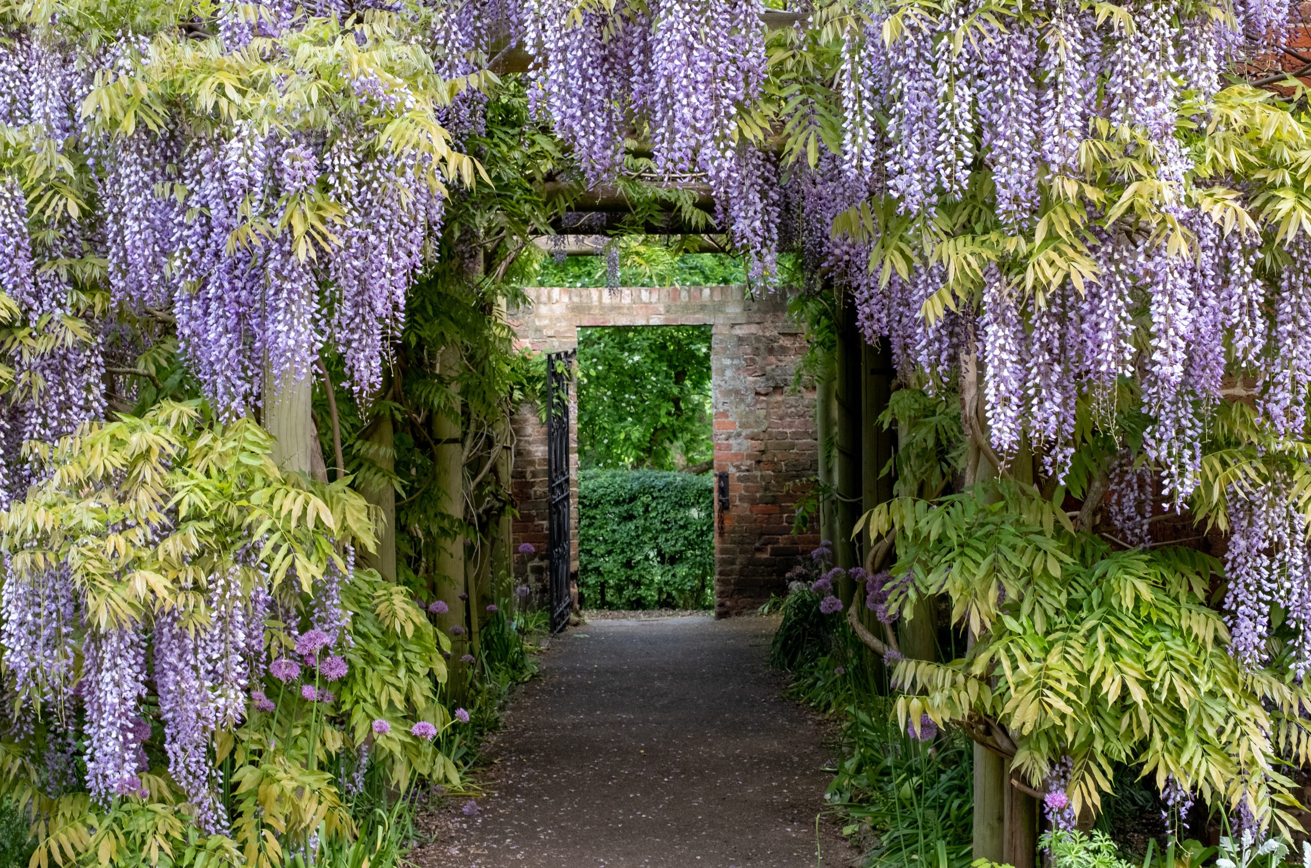 Wisteria tunnel at Eastcote House Gardens, London Borough of Hil