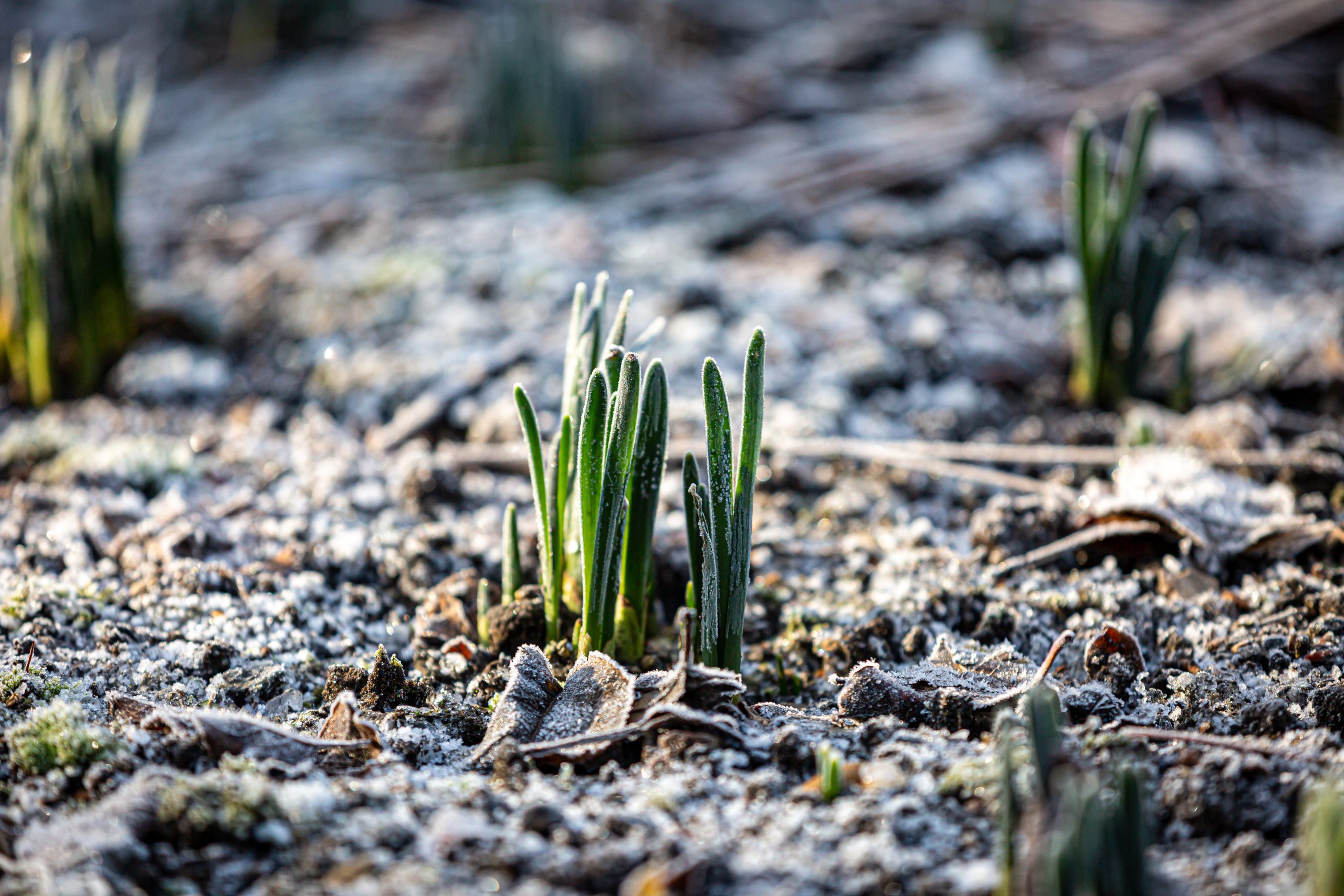 Thetford garden centre father christmas