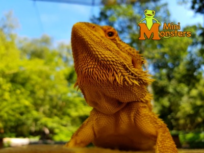 Lizard