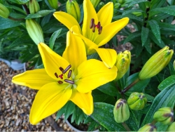 Lily