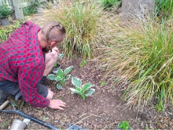gardener planting flower