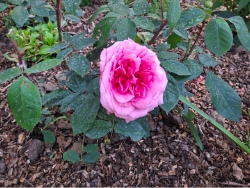 Pink rose