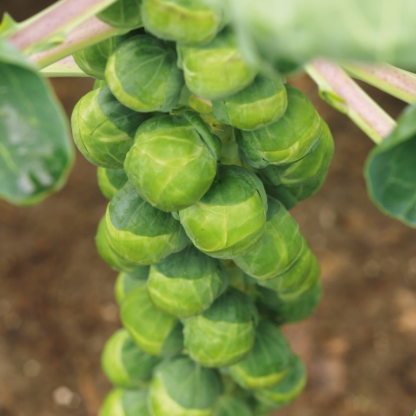 Brussels Sprout Crispus F1 Thetford Garden Centre