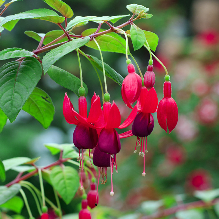 Image of beautiful fuchsia magellanica flower, hummingbird fuchs